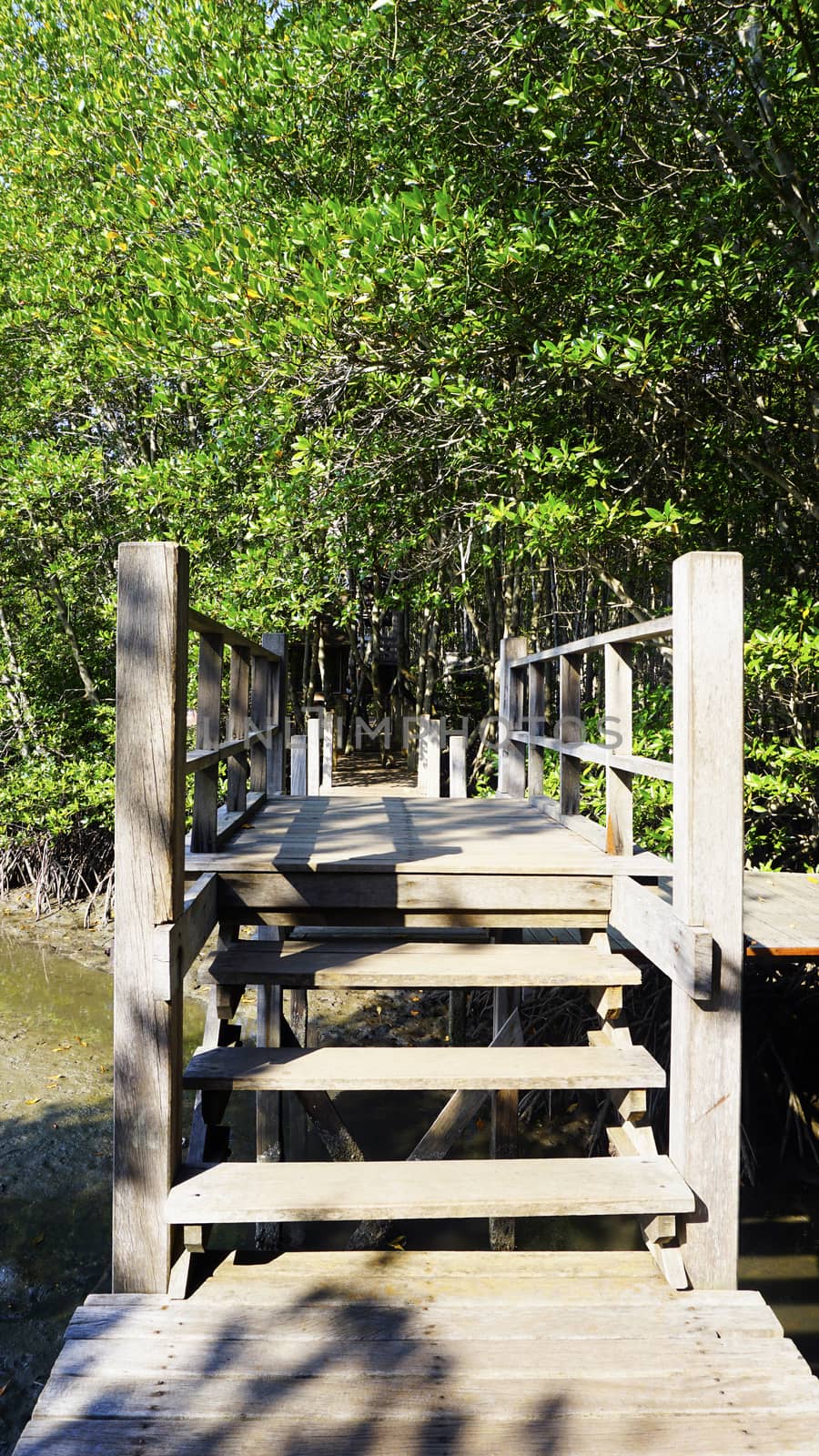 forest mangrove and the bridge walkway vertical in chantaburi, Thailand