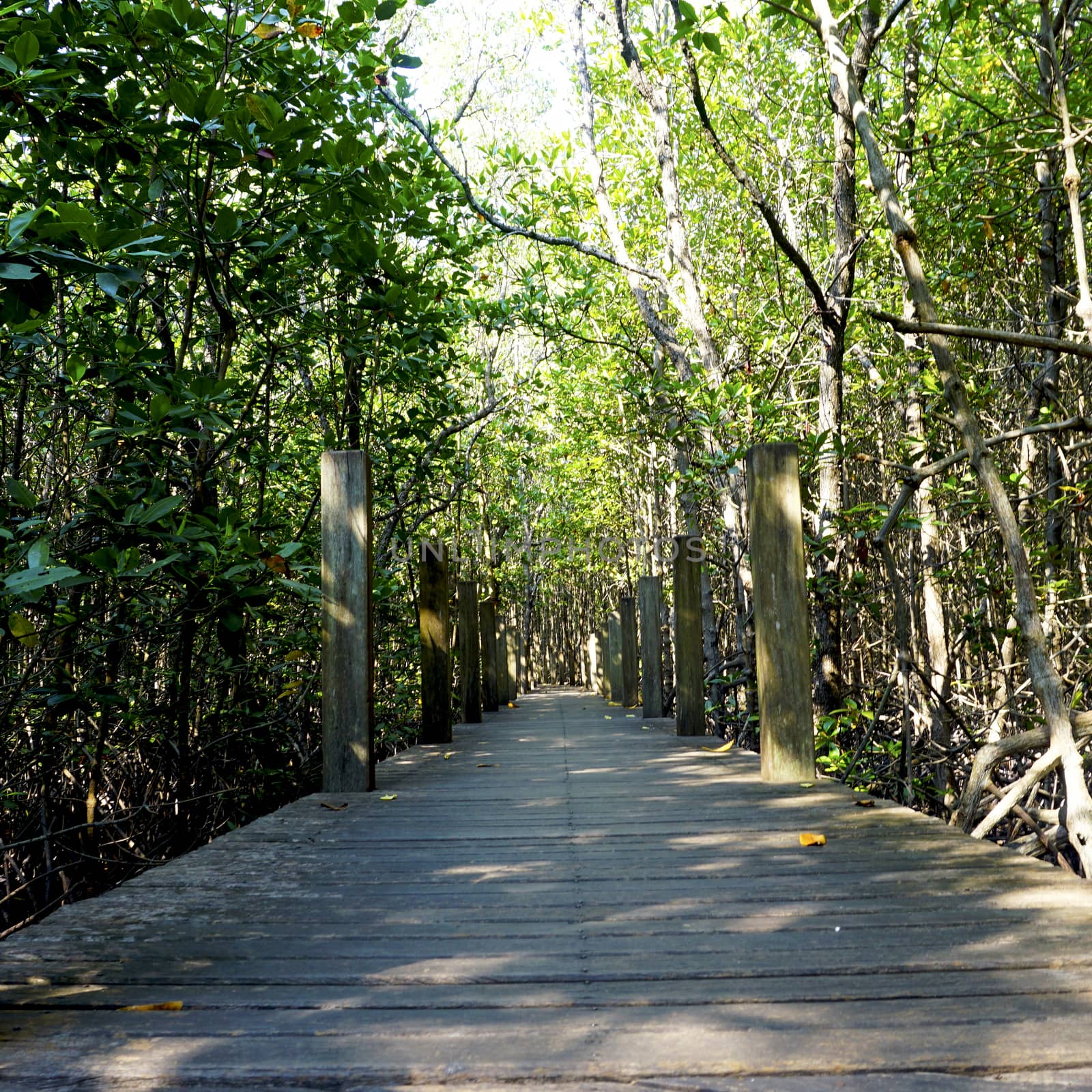 forest mangrove and the walkway wormeye view in chantaburi, Thailand