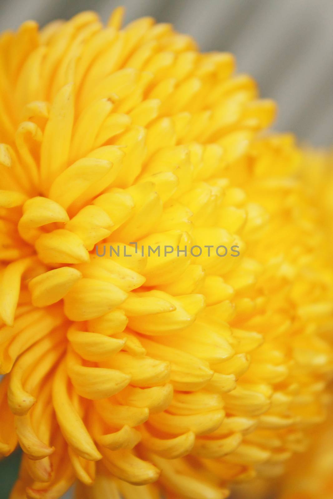 Yellow Chrysanthemun Flower