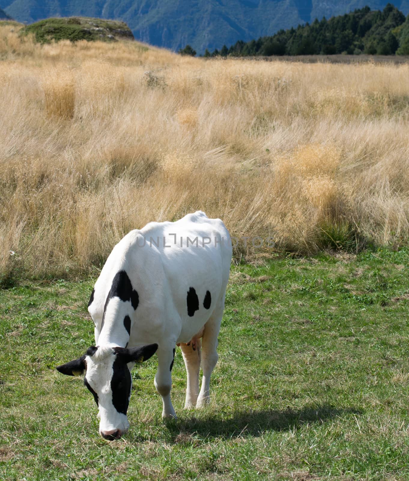 Cow grazing on the Italian side of the Alps.