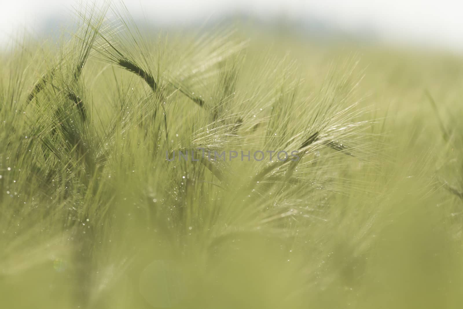 agricultural field, nature and agriculture farming series