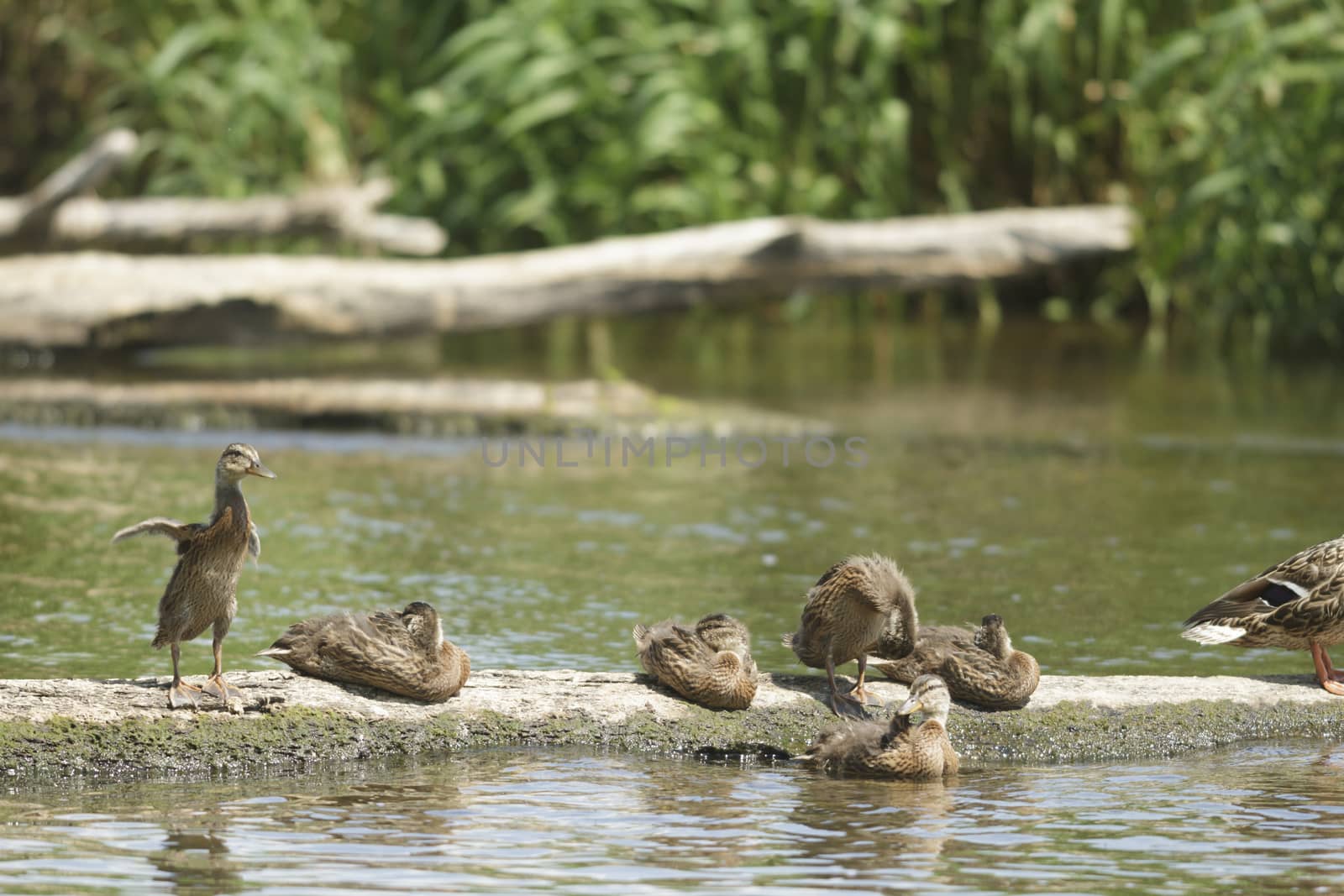many birds in their natural habitat, nature series