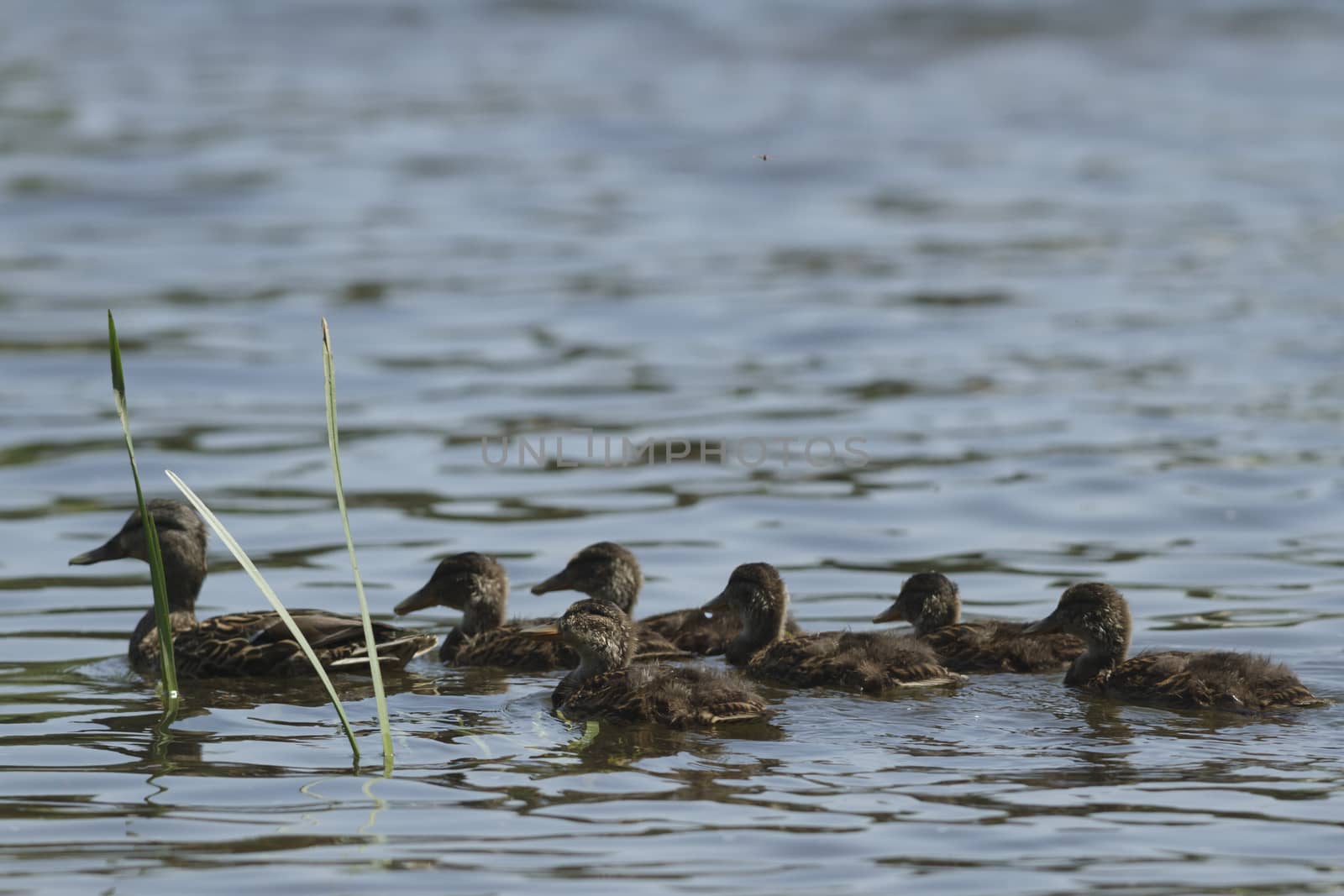 many birds in their natural habitat, nature series