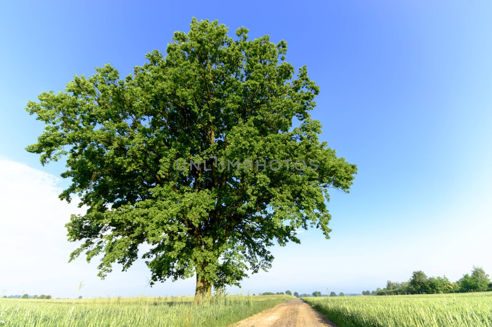 country road leading up to the horizon line , nature series