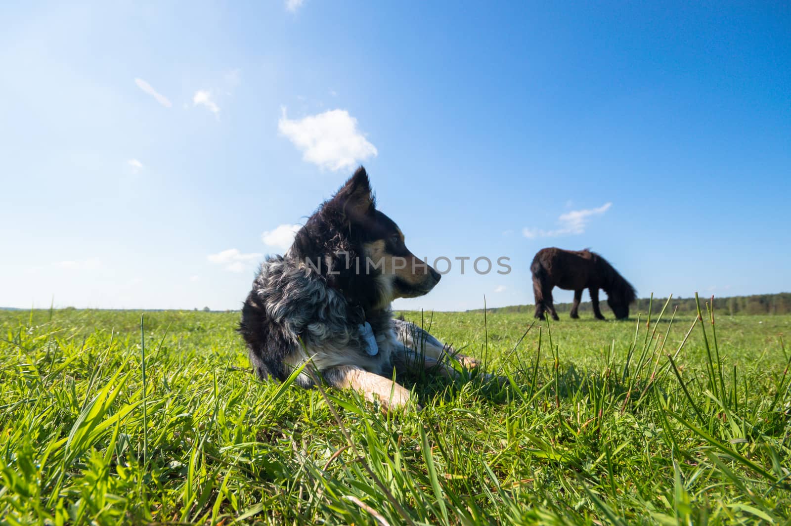 funny dog in sunny day, animals series