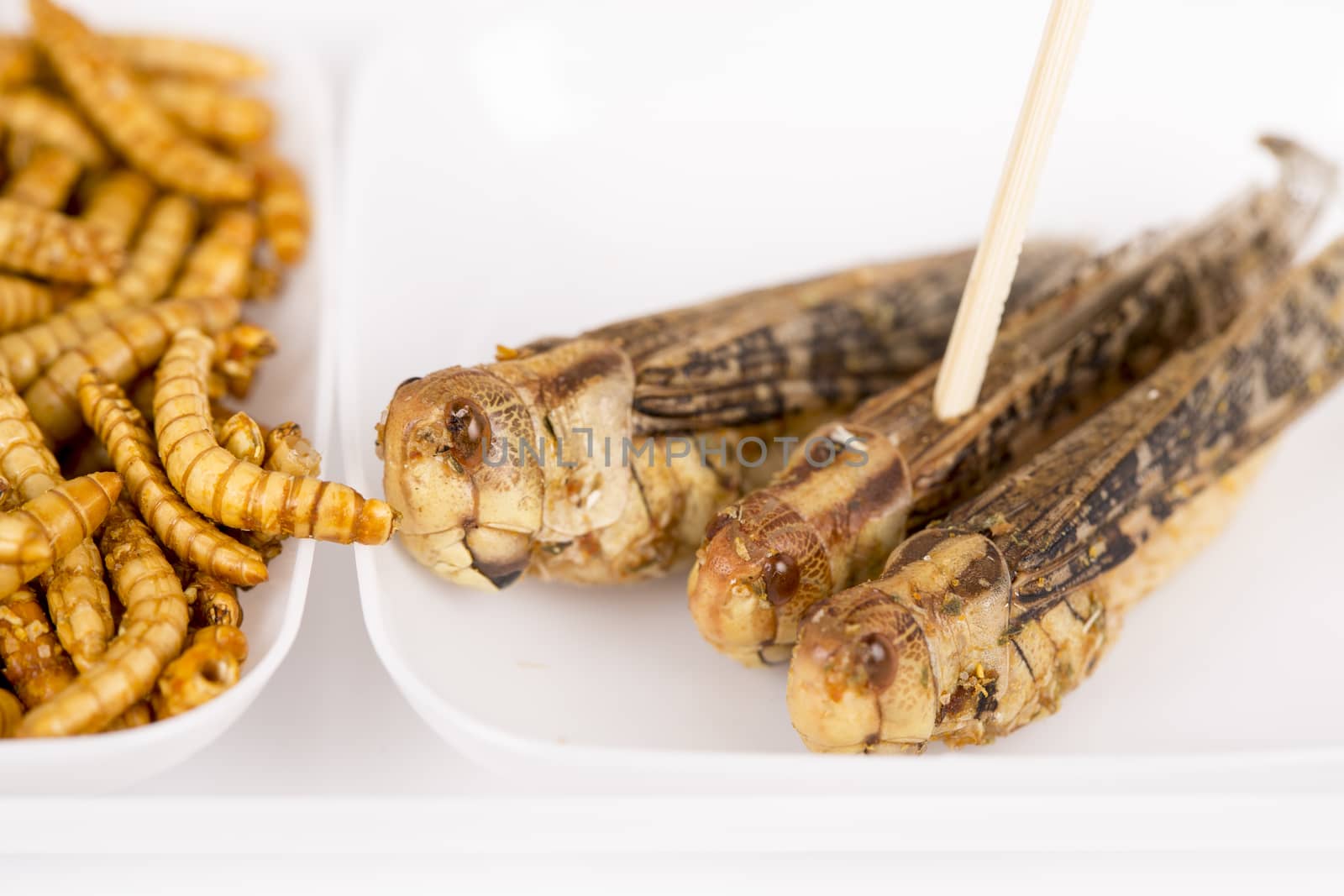 Fried crickets locust molitor insects, food of future rich protein France