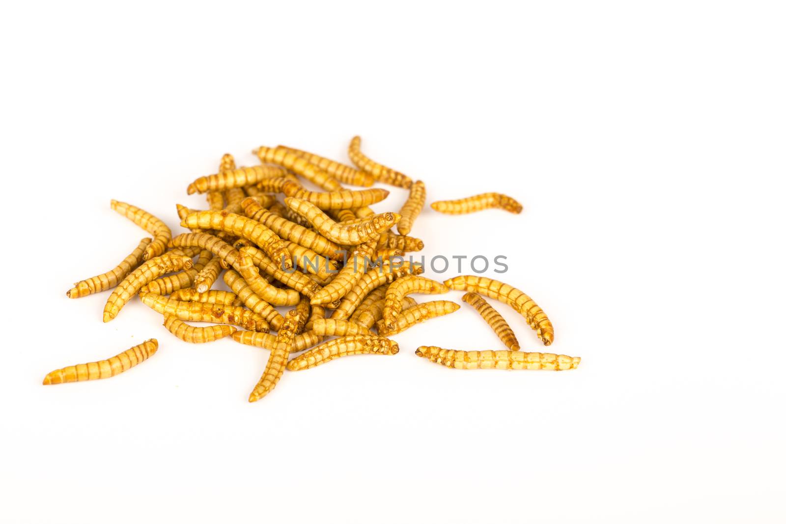 Fried insects Molitors, Protein rich food by CatherineL-Prod