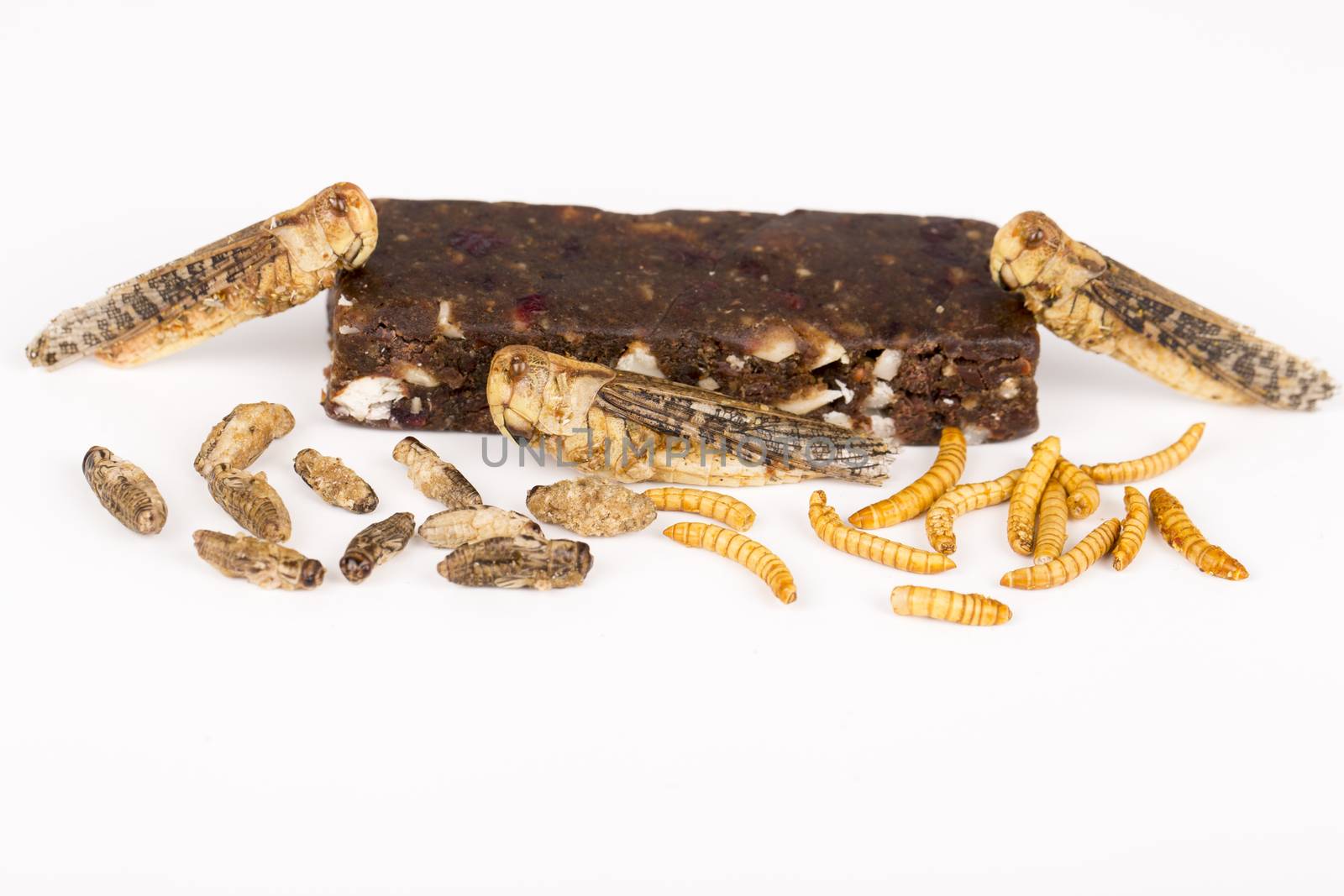 Fried crickets molitors locusts insects, energy bar by CatherineL-Prod