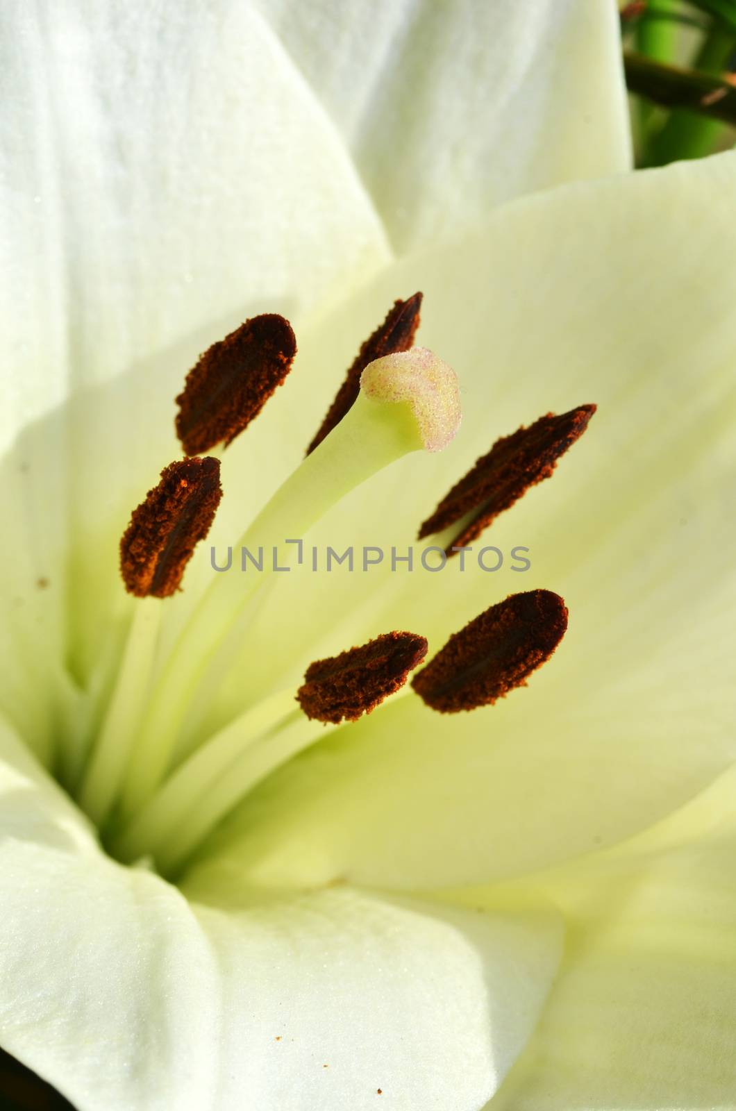 Close up of Stamen and pistil of white Lily flower