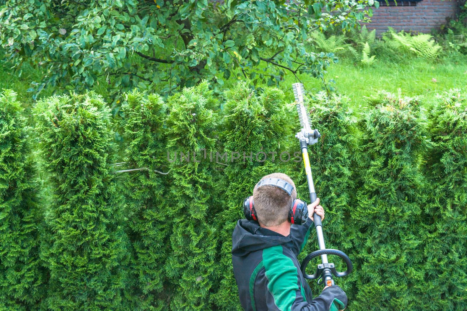 Hedges cutting with gasoline telescopic hedge trimmer.