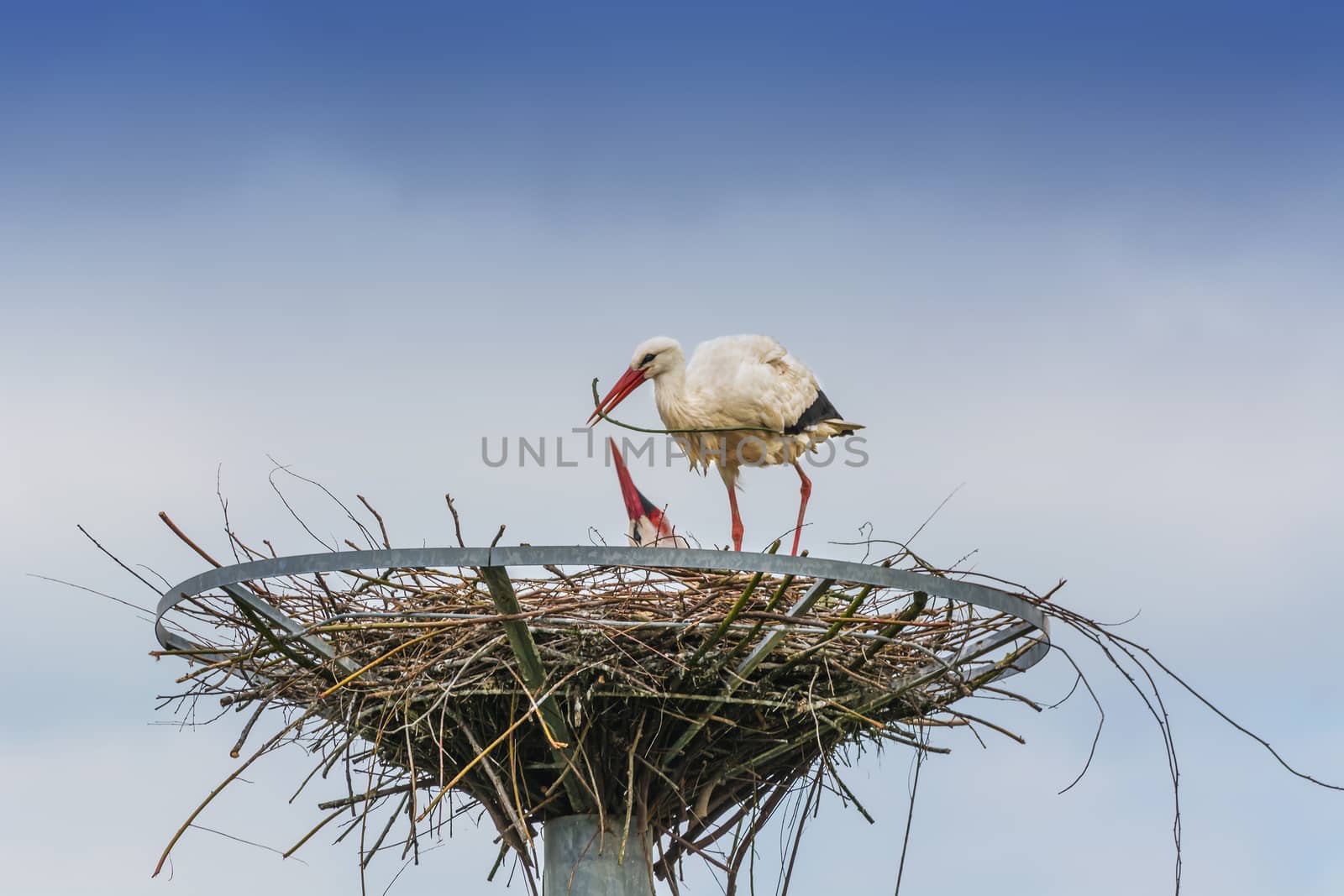 Close two storks on the nest 