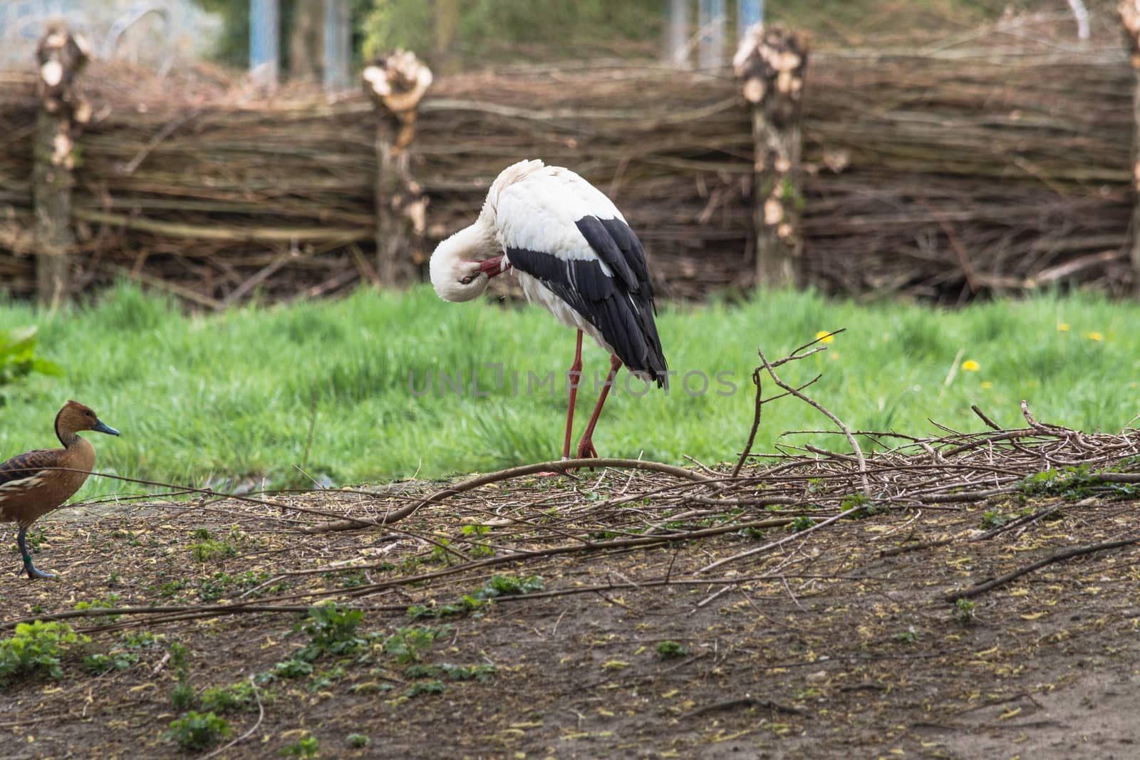 Adult Stork in nature by JFsPic