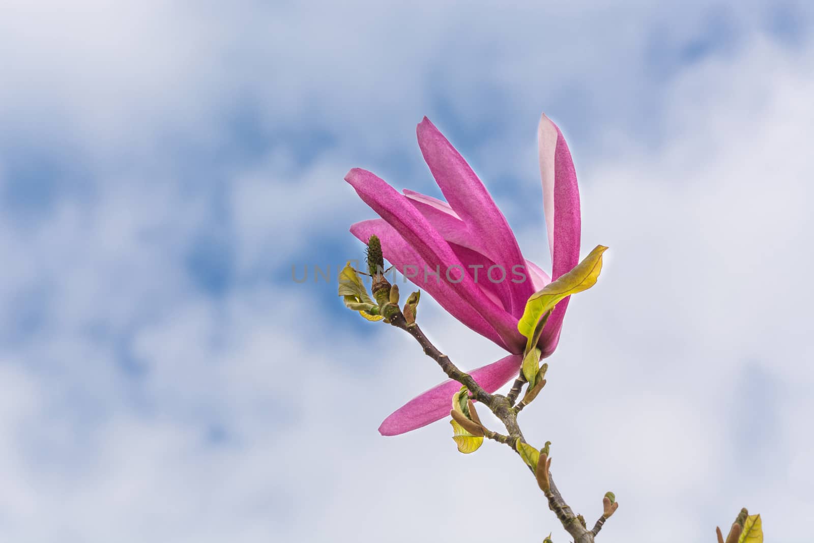 Spring magnolia flower against a blue sky.