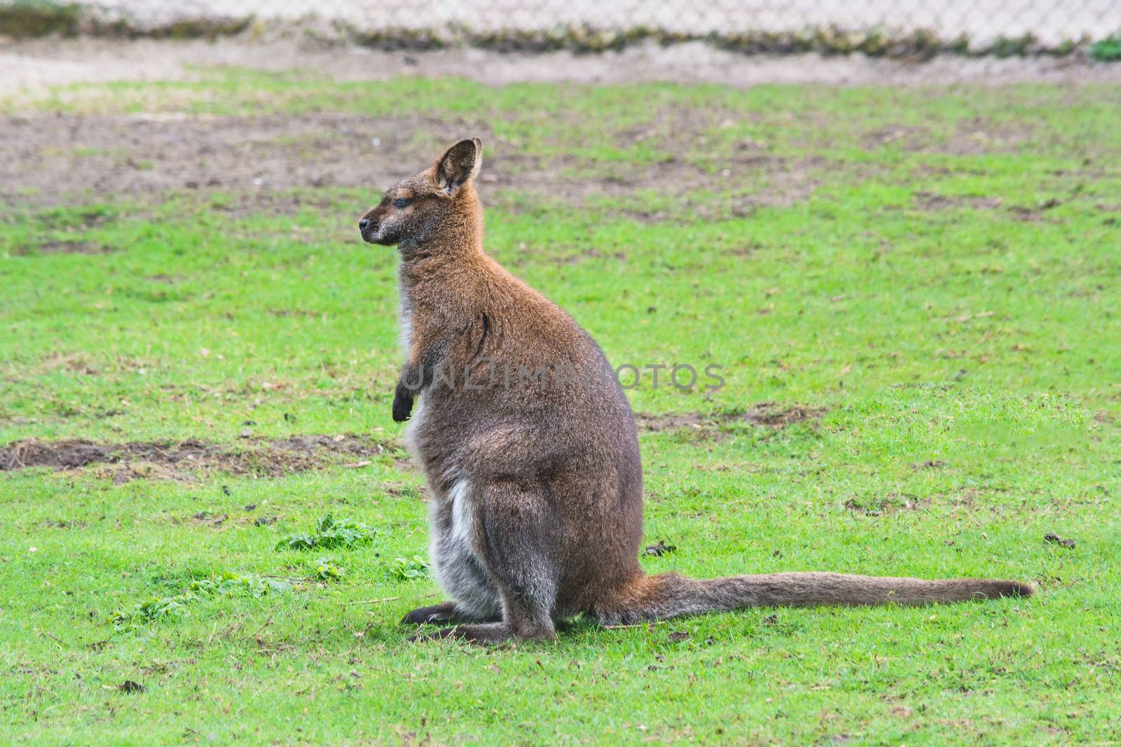 Kangaroo, swamp wallaby (Wallabia bicolor) (Macropus giganteus) in its natural habitat in the grass.