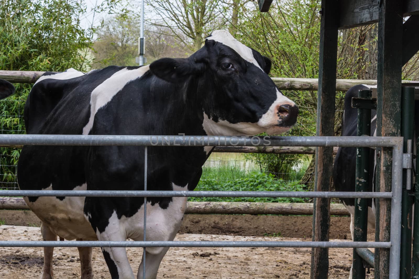 Black and white cow in the cowshed. by JFsPic