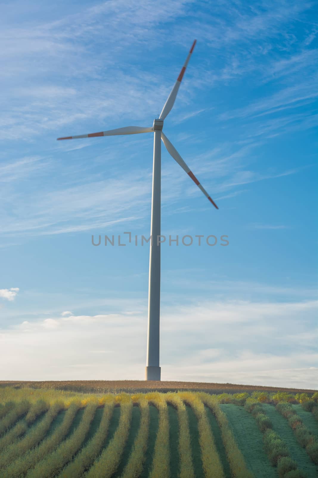 

Plants put in a row, in the background of blue white horizon and a wind turbine.