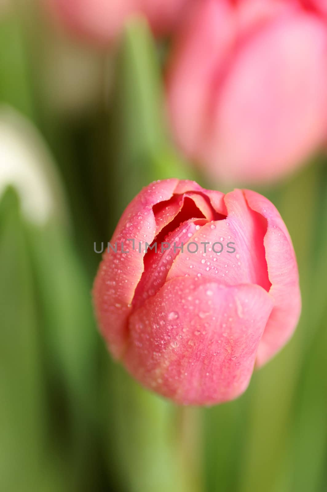 pink tulips closeup, spring flowers, pink flowers