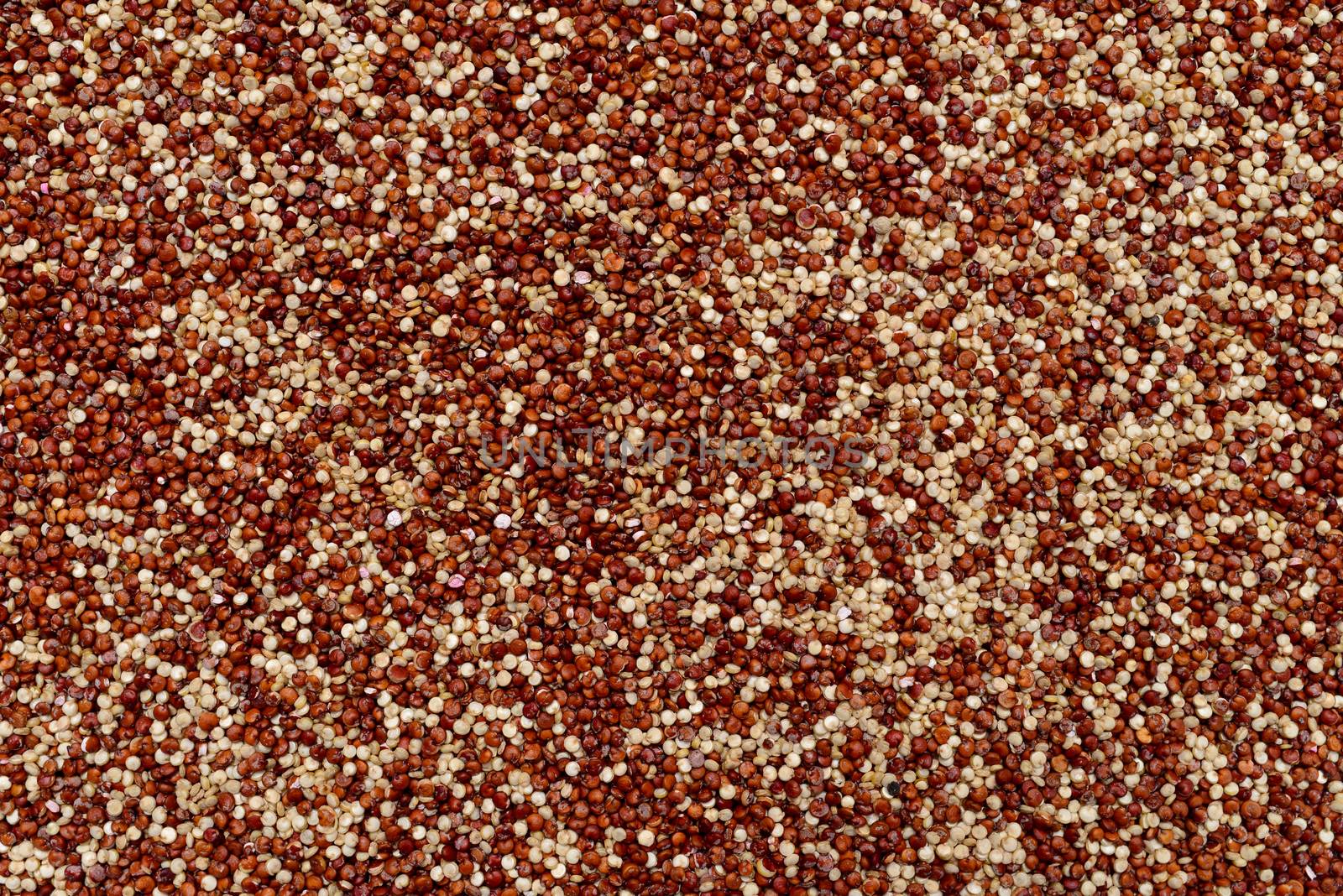 red and white chia plant seeds texture pattern