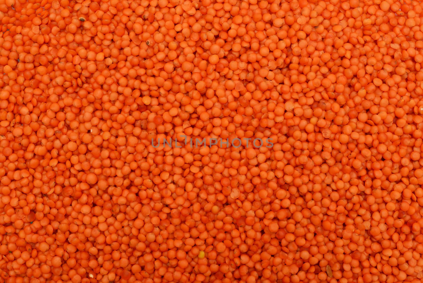 red lentil plant dry seeds texture pattern