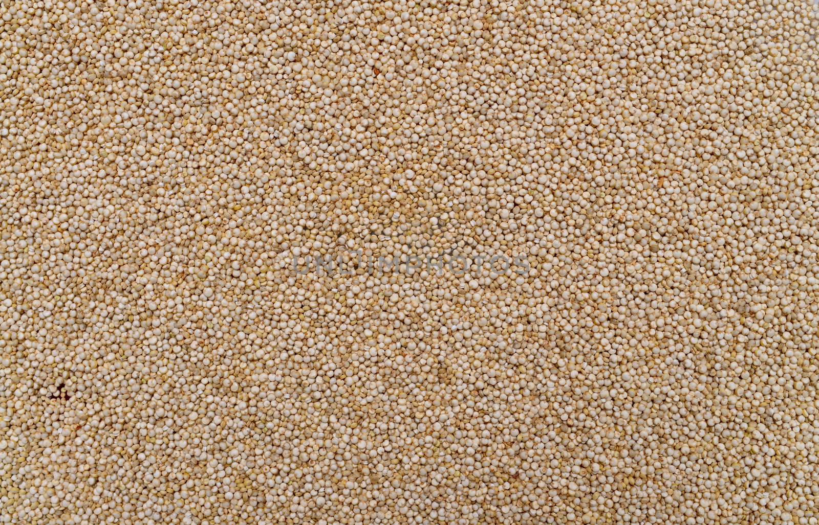 white chia plant dry seeds texture pattern