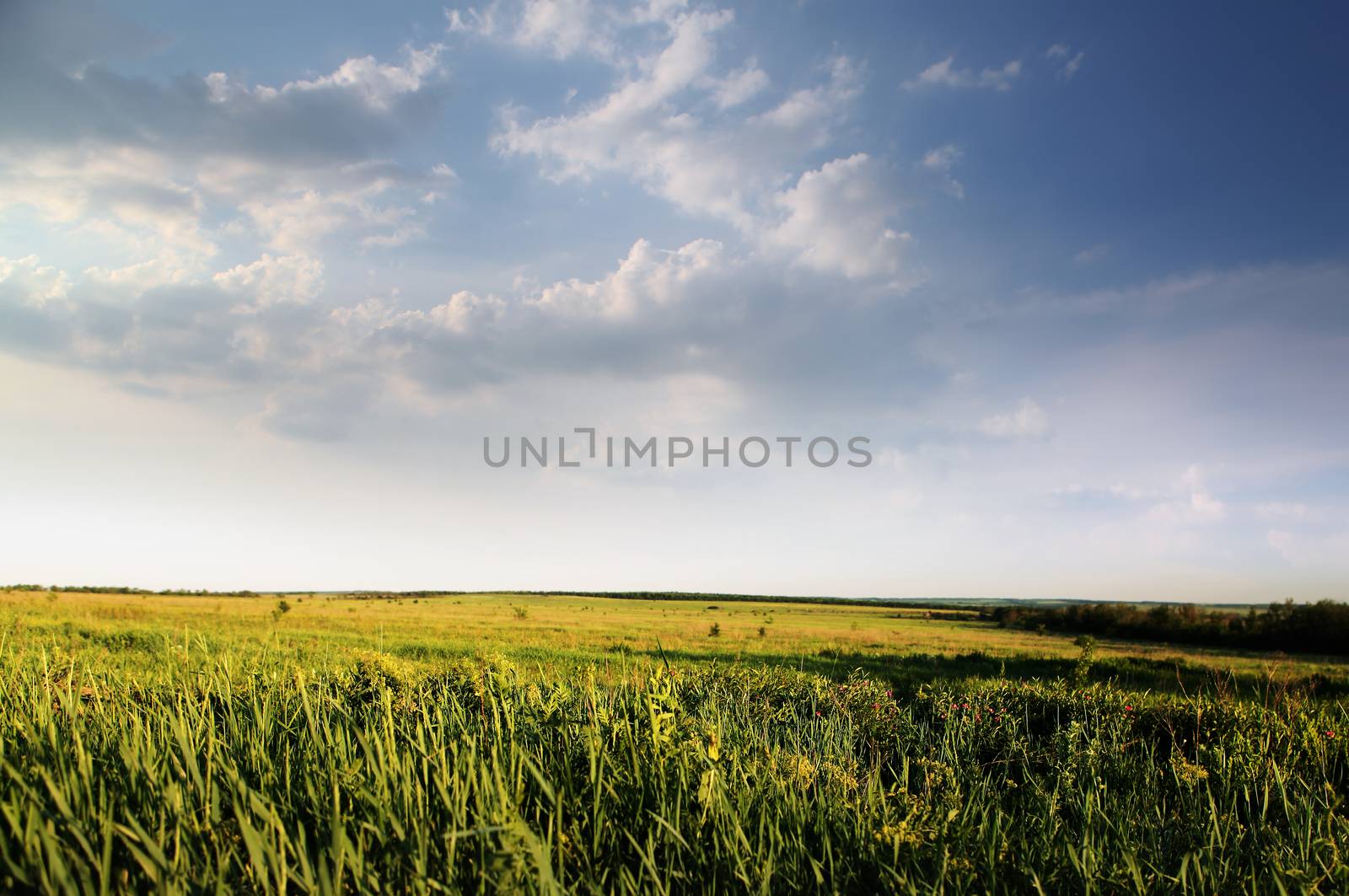 green field of summer grass by ssuaphoto
