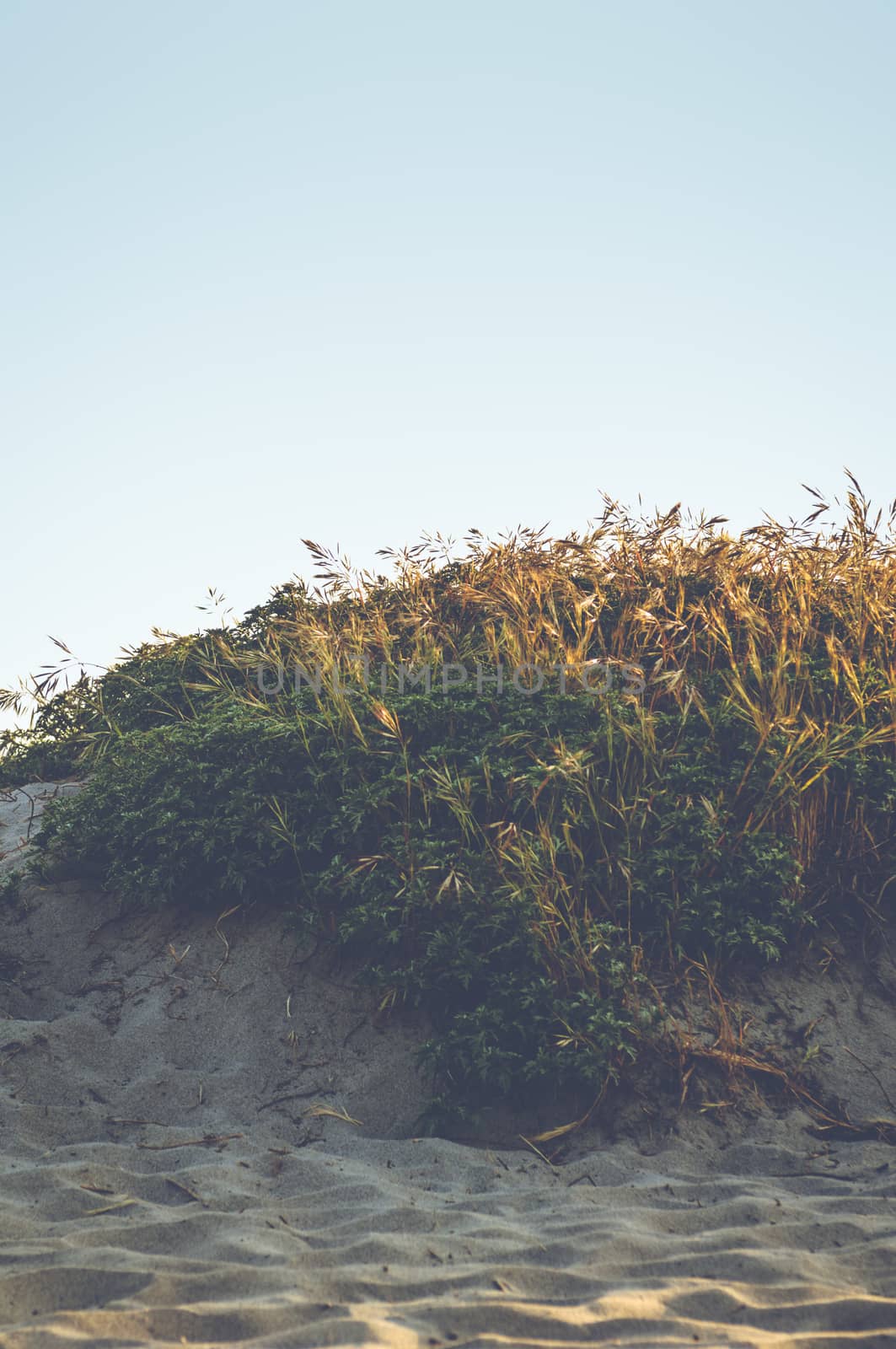 Landscape photograph of a sandy beach with grass and green plants.