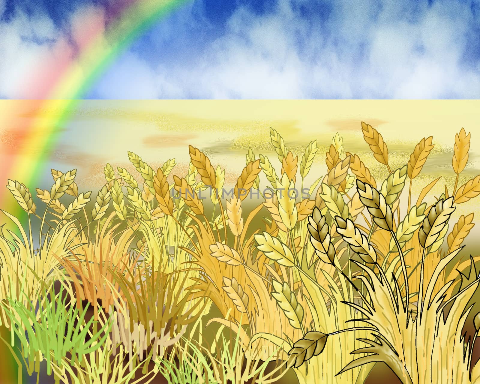 Rainbow Over Wheat Field in Summer Day by Multipedia