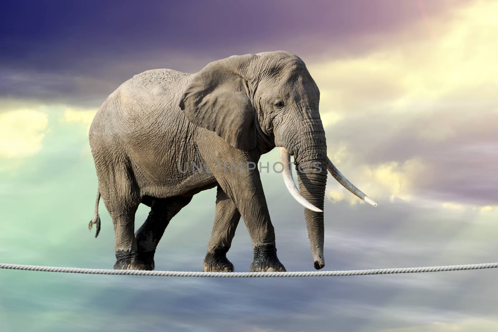 Elephant in sky walking on rope