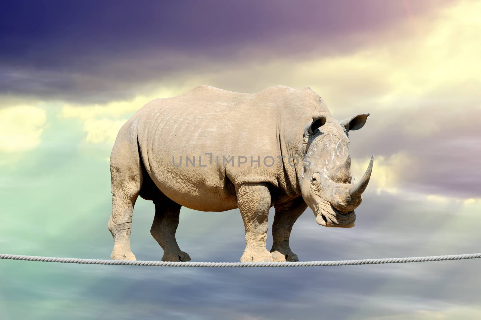 Rhino in sky walking on rope