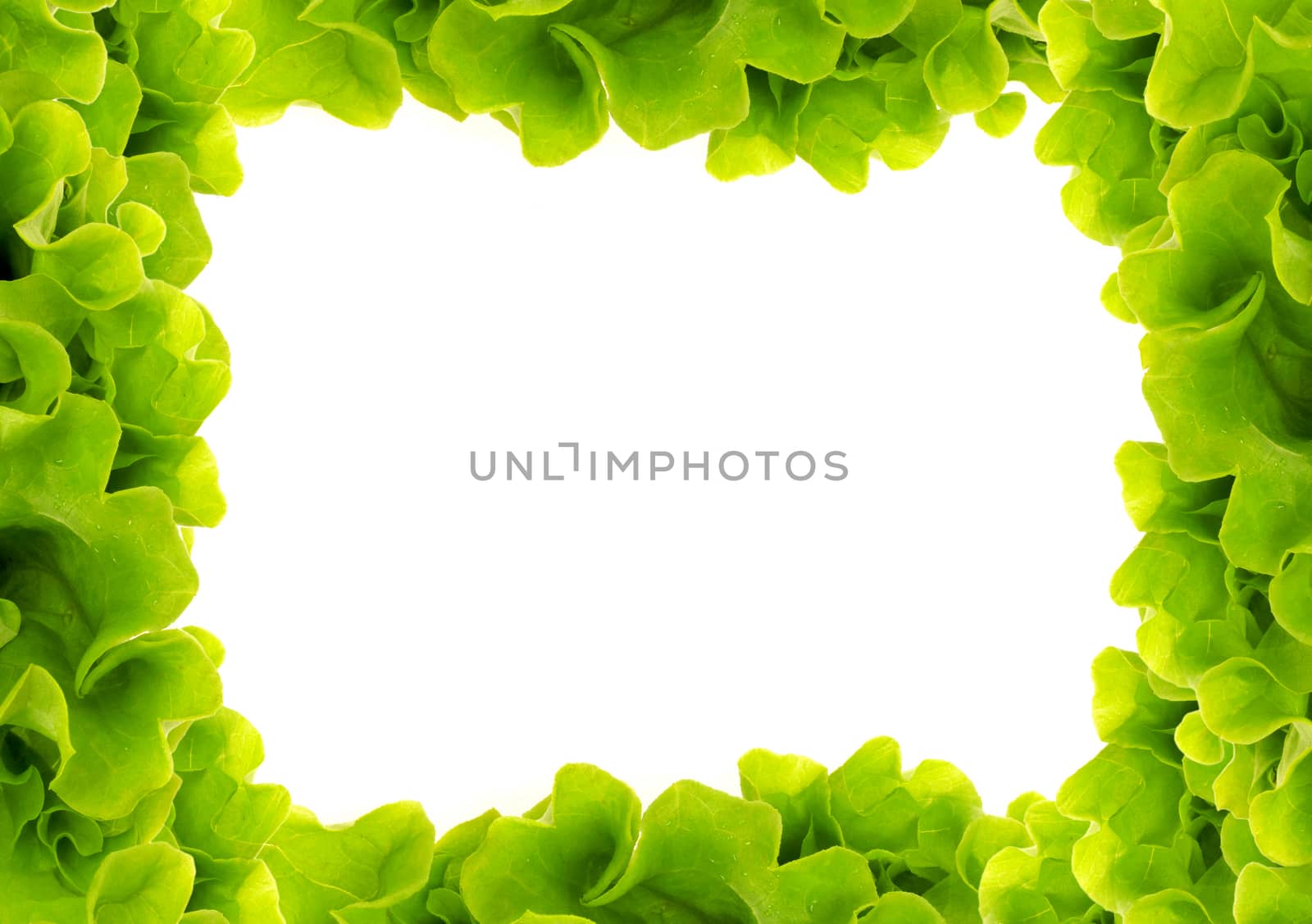 Frash green salad frame on white background