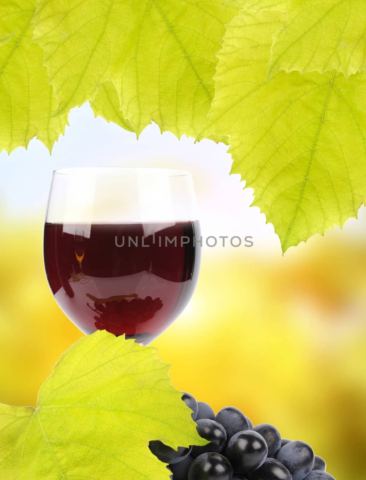 Grapes and glass of wine by byrdyak