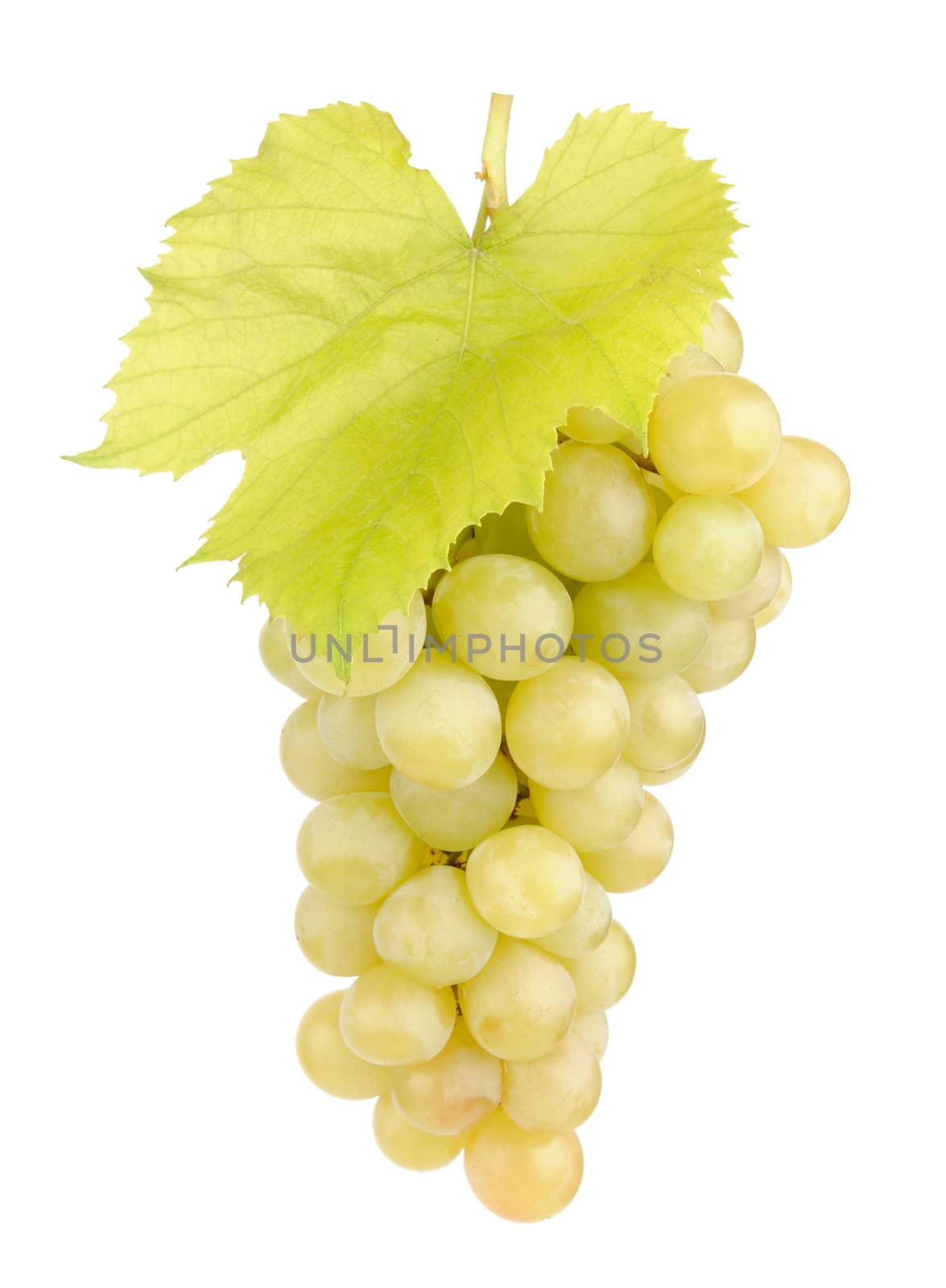 Fresh green grapes with leaves isolated on white