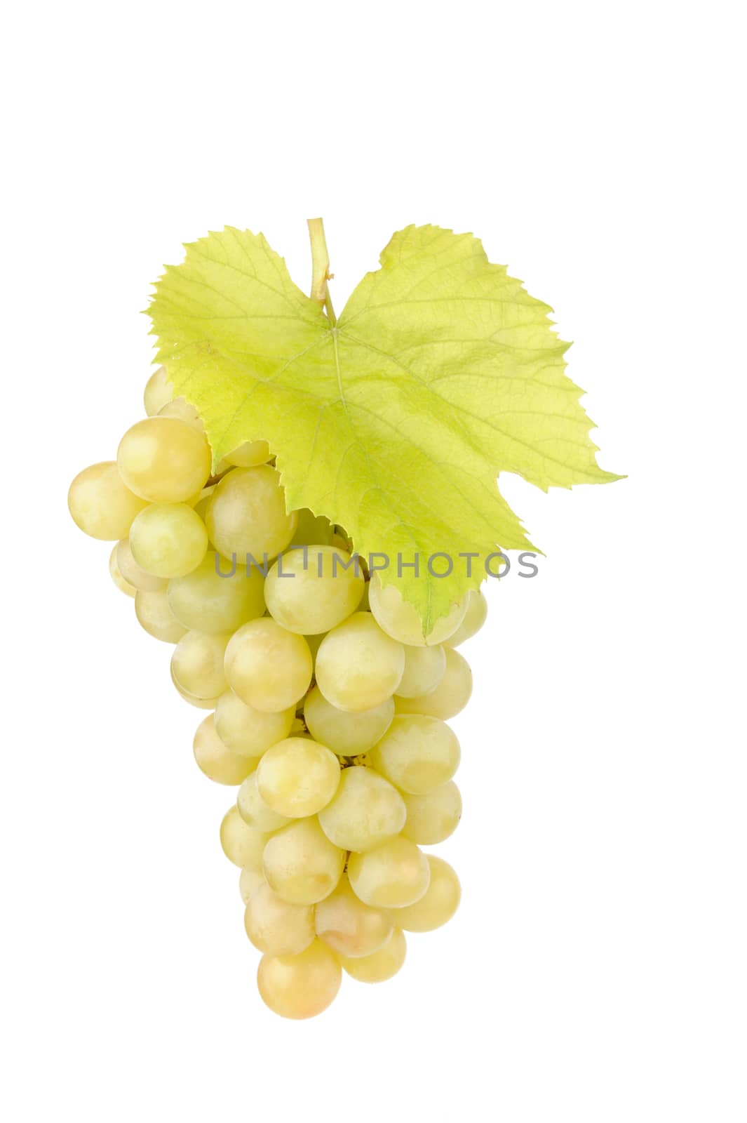 Fresh green grapes with leaves isolated on white