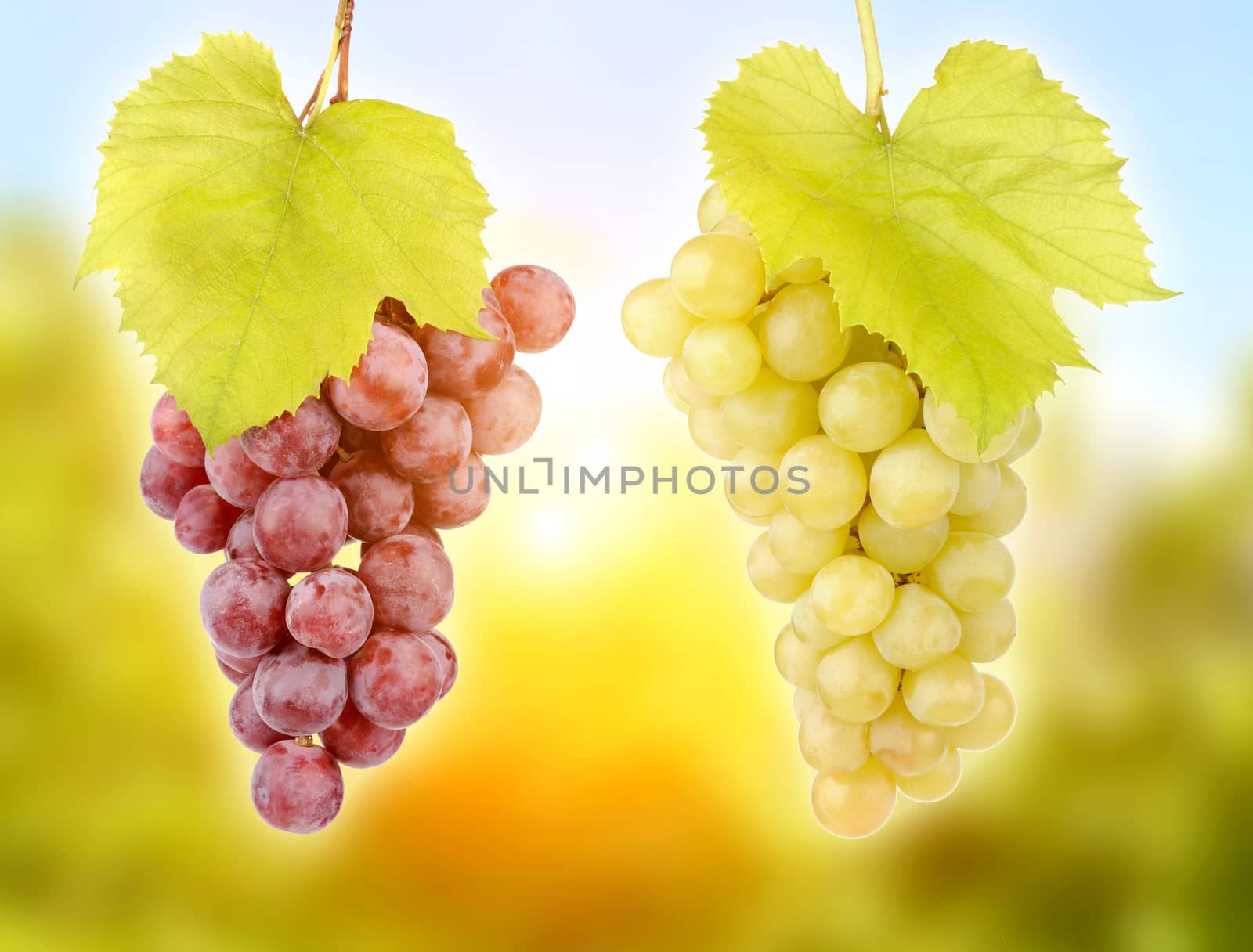 Fresh green grapes with leaves