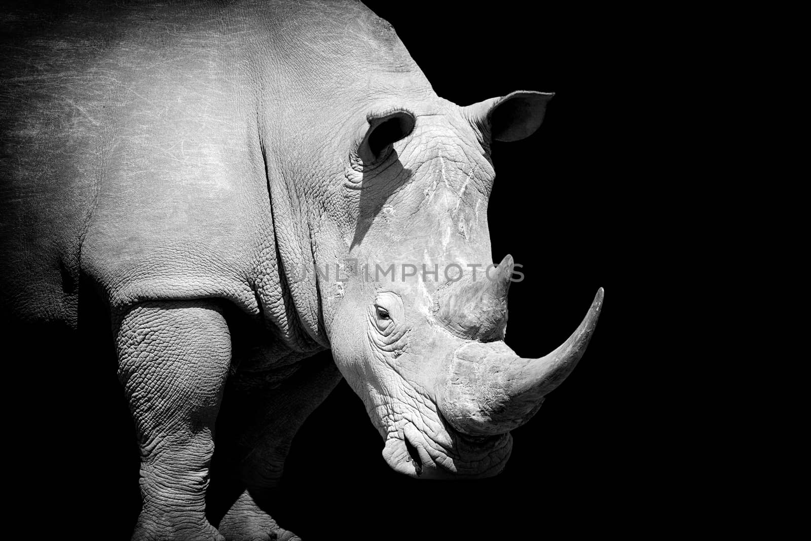 African white rhino on dark background. Black and white image