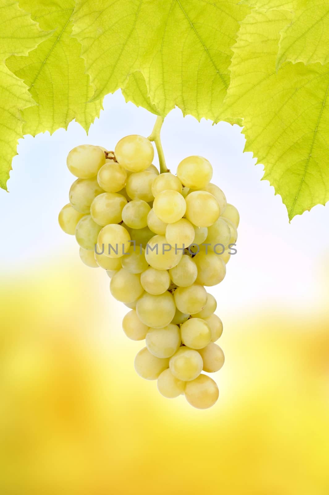 Fresh green grapes with leaves isolated on white