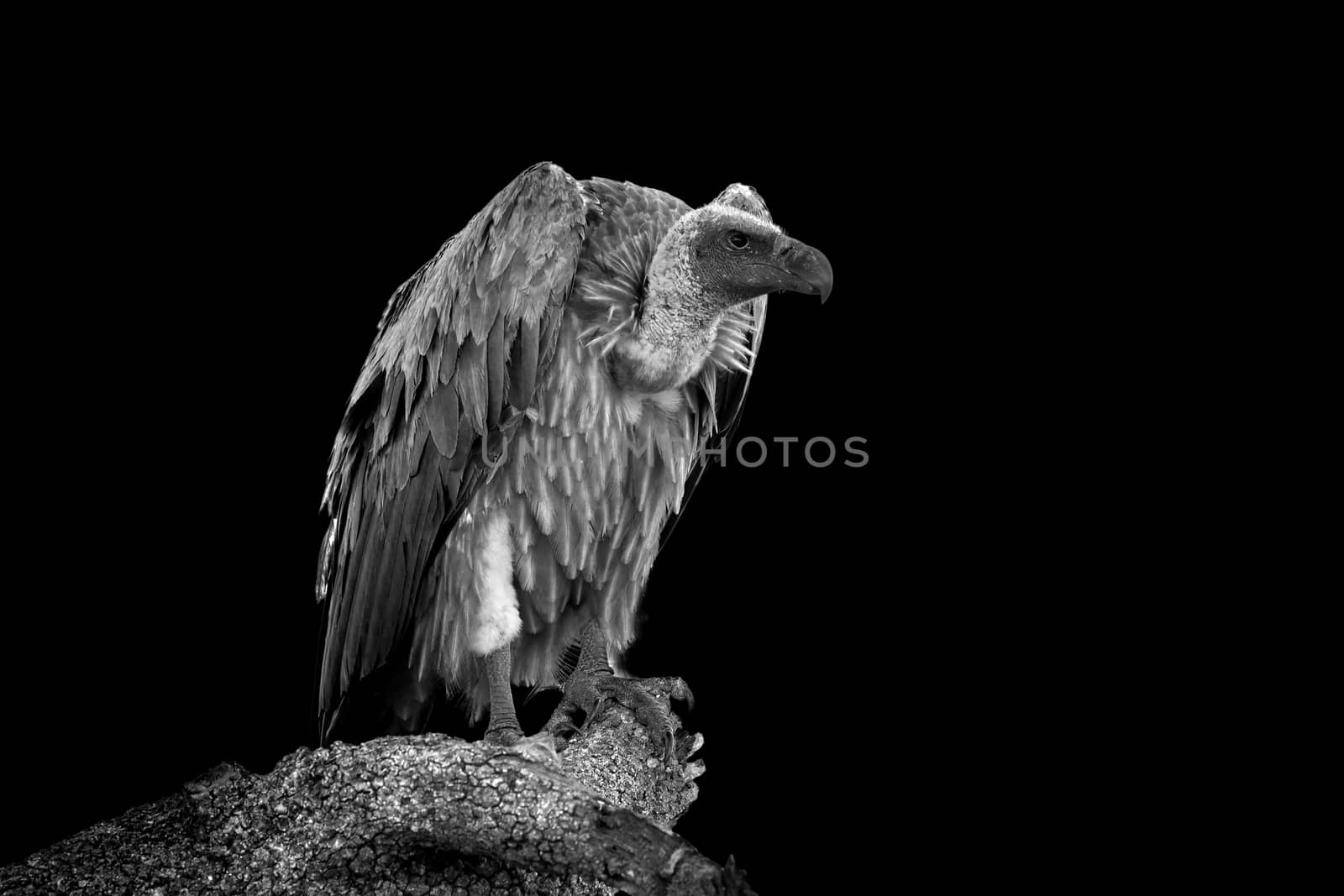 Vulture on dark background. Black and white image