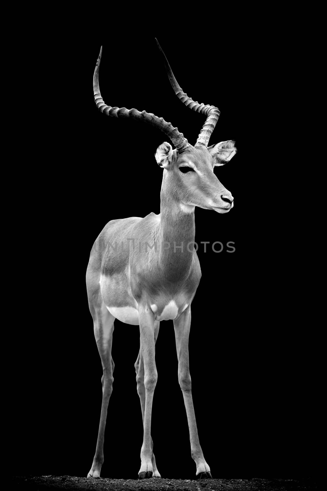 Impala on dark background. Black and white image