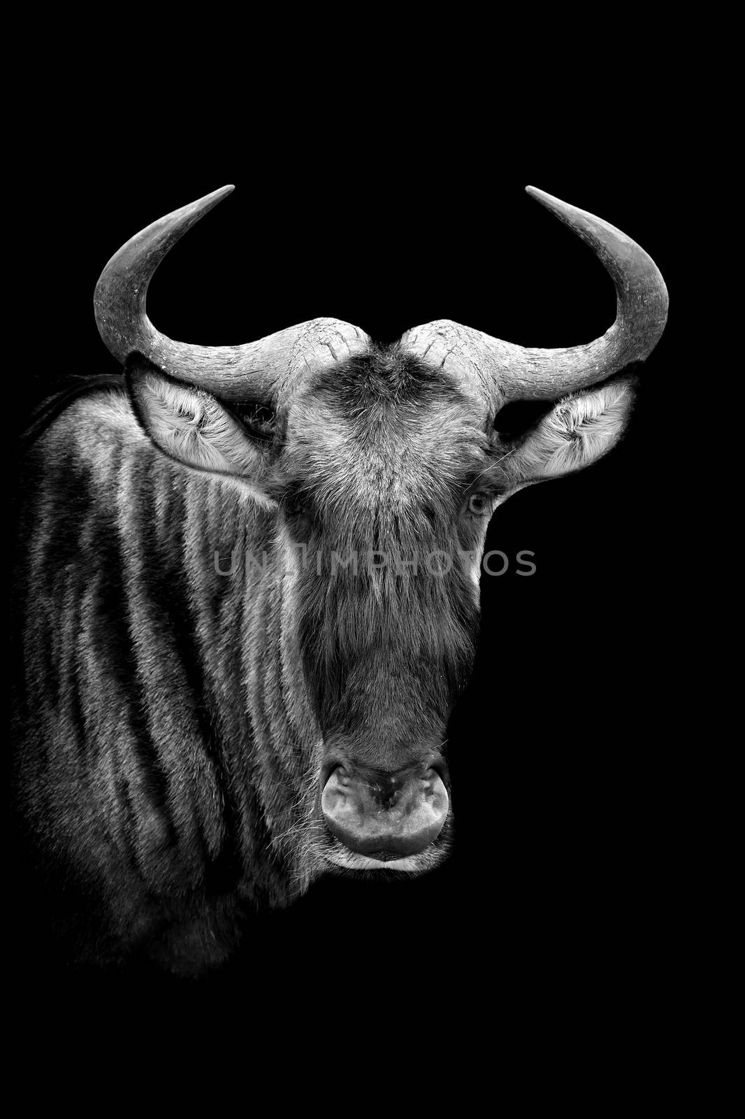 Wildebeest on dark background. Black and white image