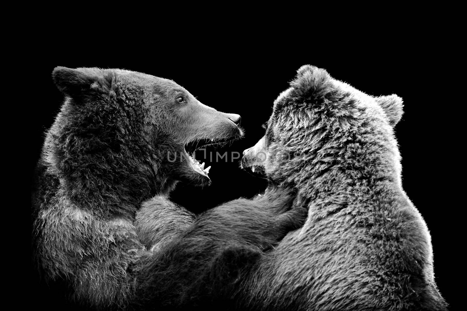 Bear on dark background. Black and white image