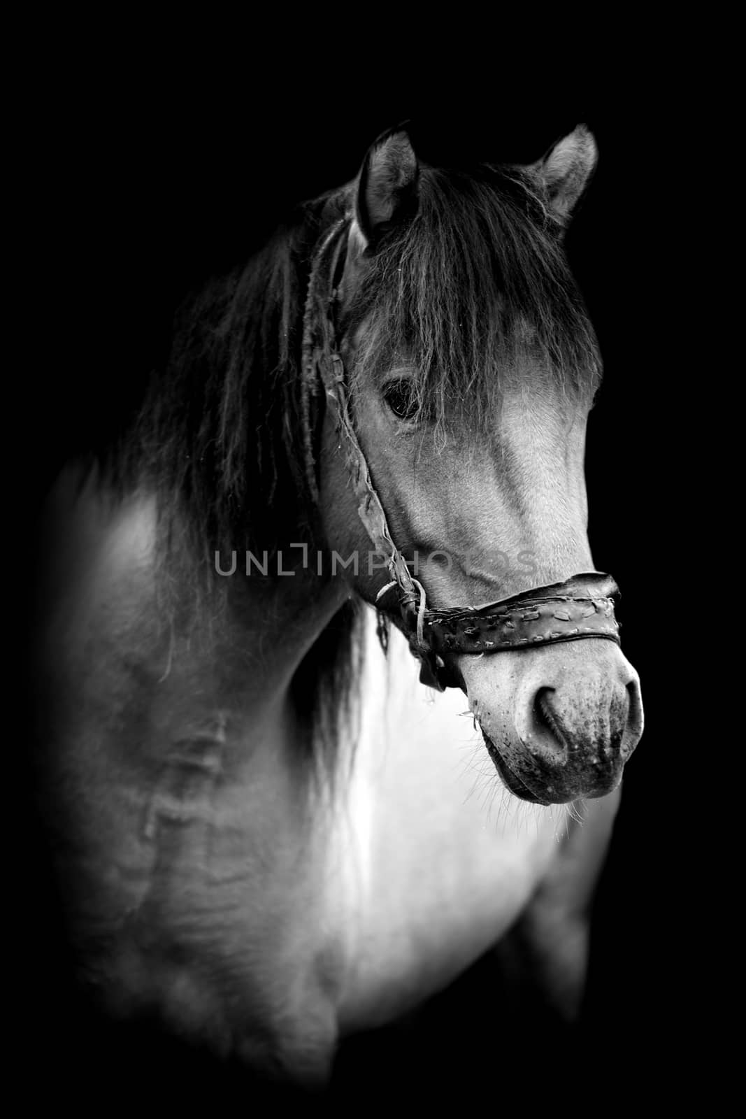 Horse on dark background. Black and white image