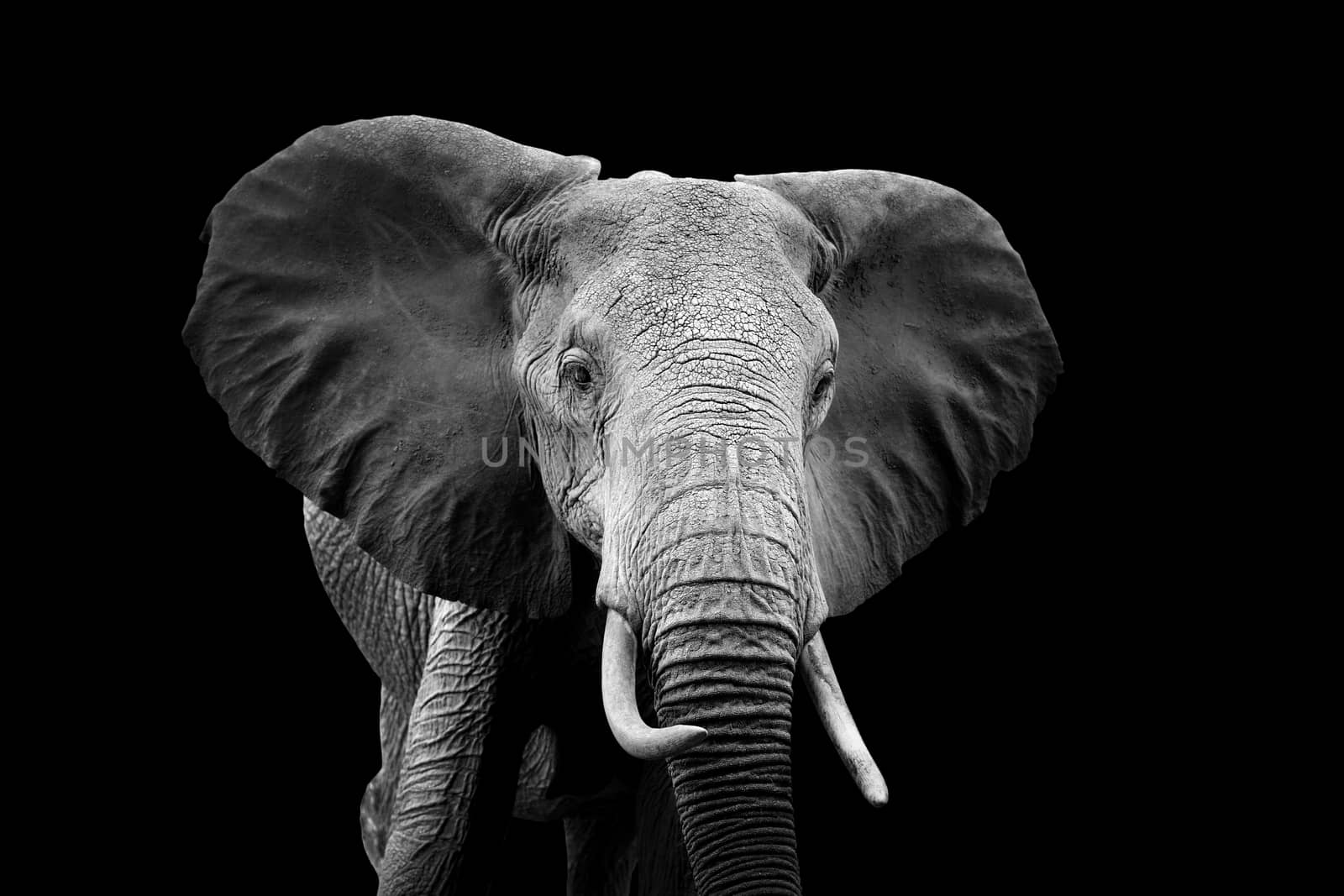 Elephant on dark background. Black and white image