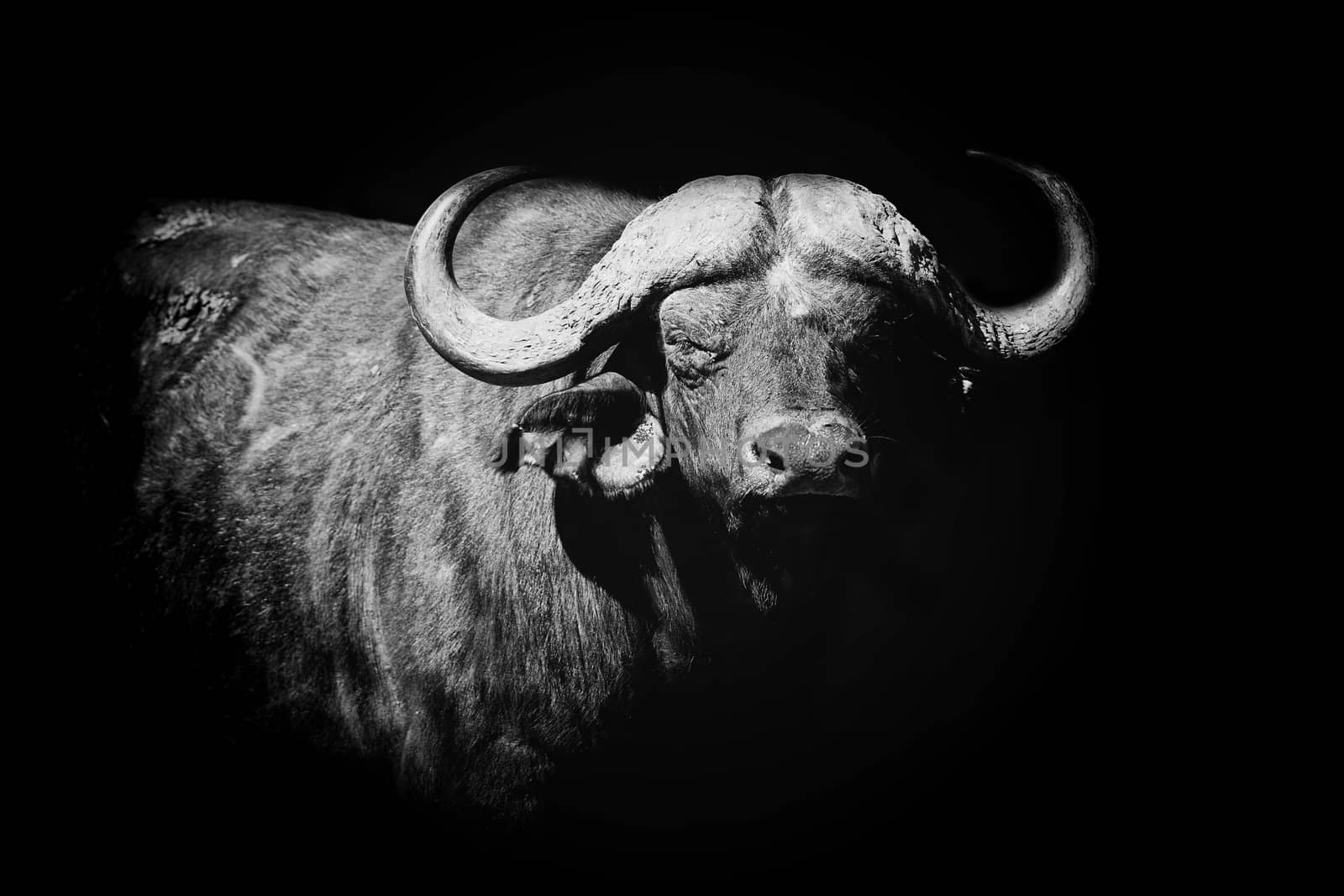 Buffalo on dark background. Black and white image