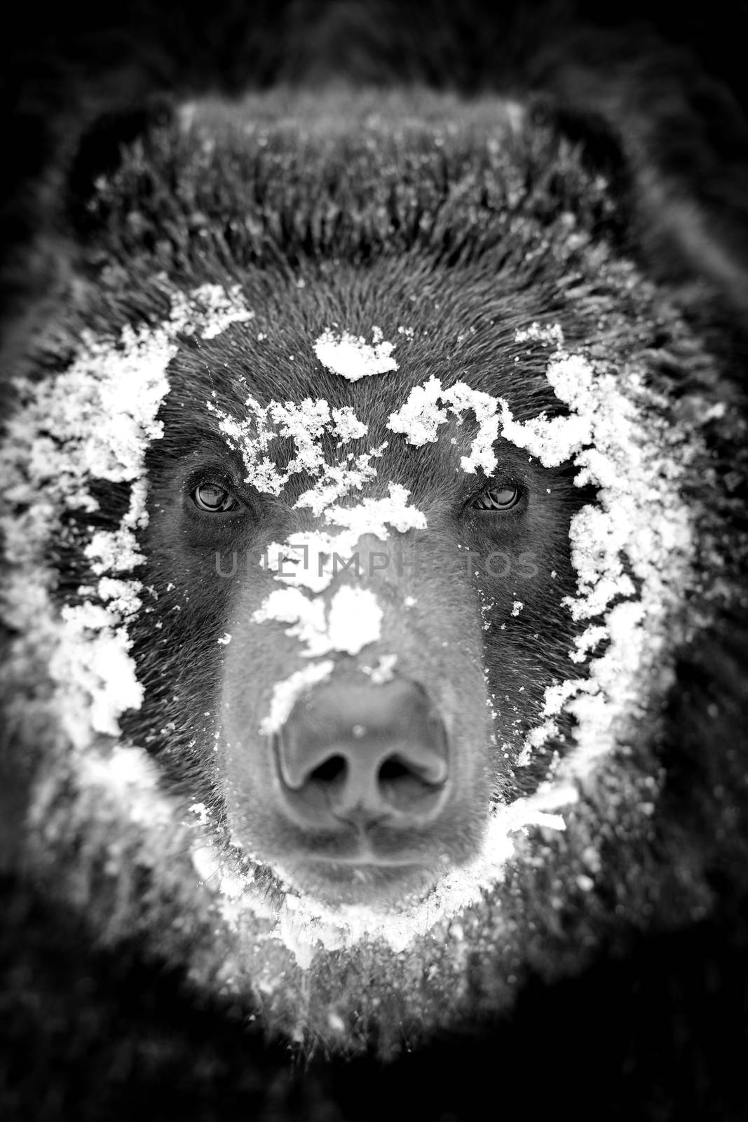 Bear on dark background. Black and white image