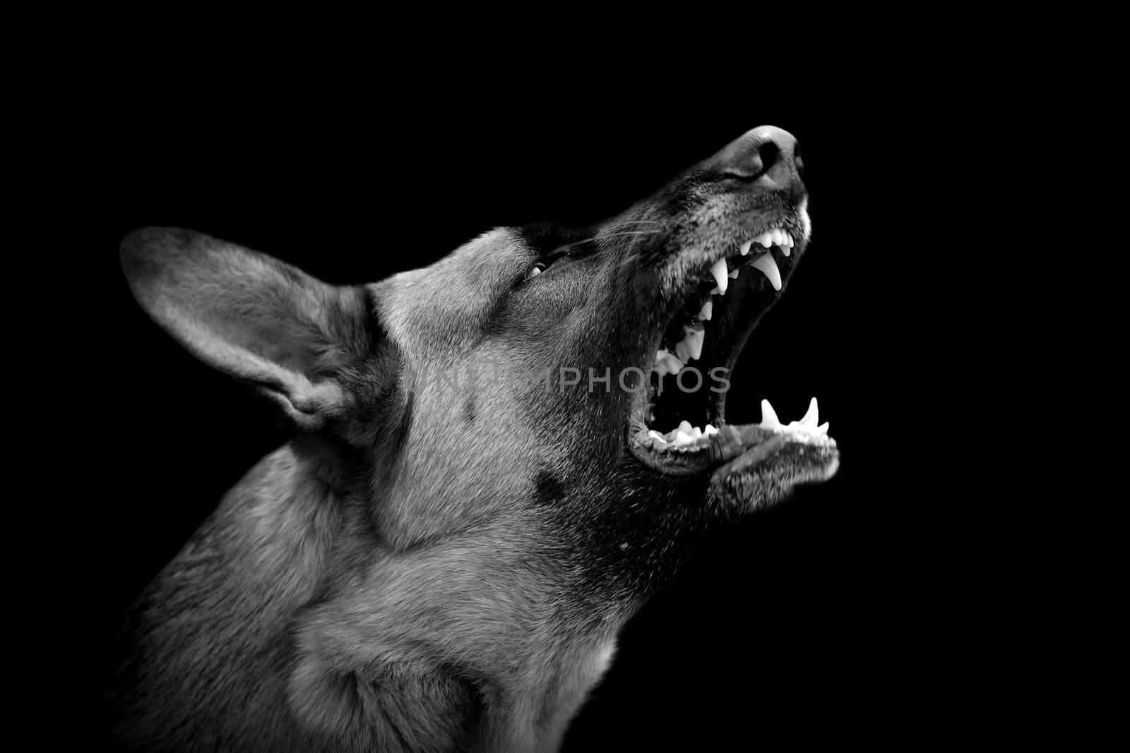Angry dog on dark background. Black and white image