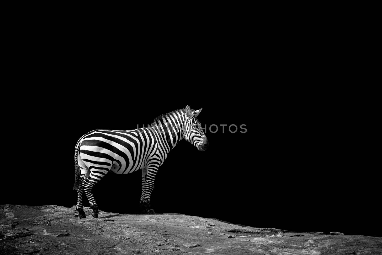 Zebra on dark background. Black and white image