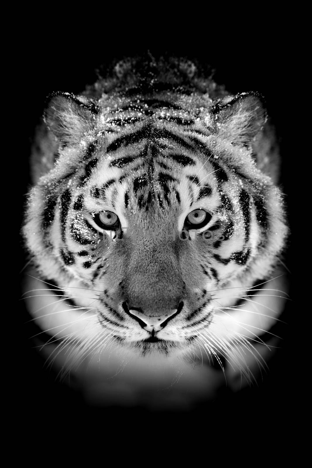 Tiger on dark background by byrdyak