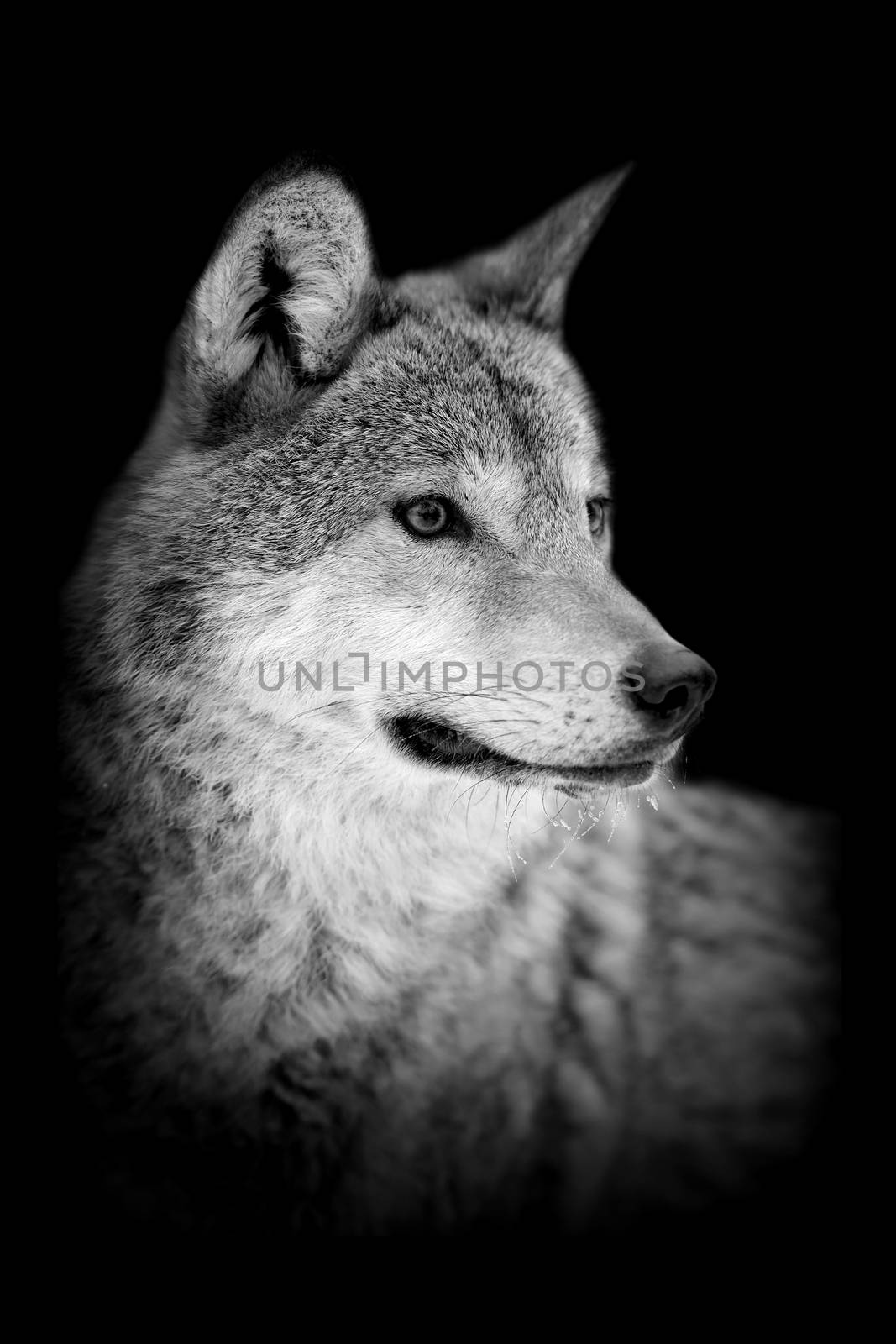 Wolf on dark background. Black and white image