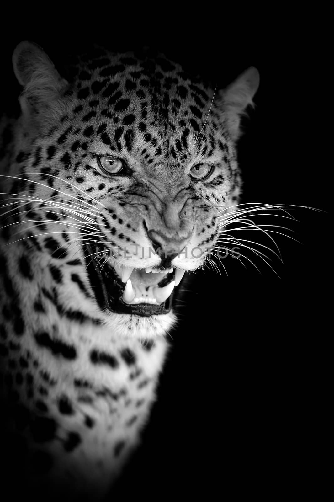 Leopard on dark background. Black and white image