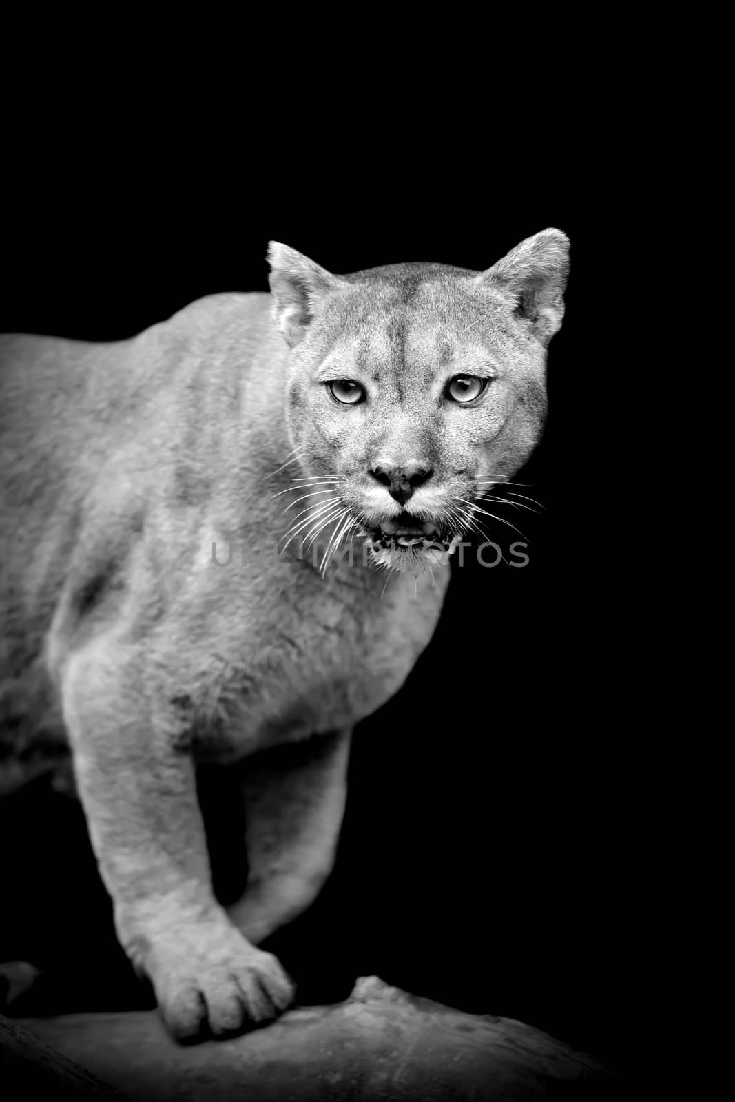 Puma on dark background. Black and white image